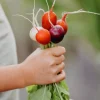 Fröer Rädisa Mix>Nelson Garden Discount