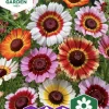 Fröer Ringkrage Blandade Färger Enkel>Nelson Garden Discount
