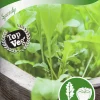 Fröer Rucola / Sandsenap Speedy>Nelson Garden Hot