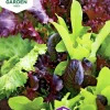 Fröer Sallat Baby Leaf Mix>Nelson Garden Best