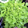 Fröer Sallat Plock- Salad Bowl Grön>Nelson Garden New
