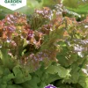 Fröer Sallat Plock- New Red Fire>Nelson Garden New