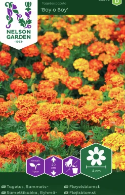 Fröer Sammetstagetes Boy o Boy>Nelson Garden Online