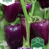 Fröer Snackpaprika Snacking Purple>Nelson Garden Clearance