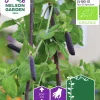 Fröer Spritärt Blauwschokker Organic>Nelson Garden Discount