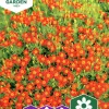 Fröer Tagetes Tangerine Gem Liten>Nelson Garden Best