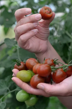 Fröer Tomat Hög Bronzy Organic>Nelson Garden Hot