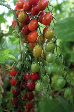 Fröer Vinbärstomat Petita Hög Organic>Nelson Garden Clearance
