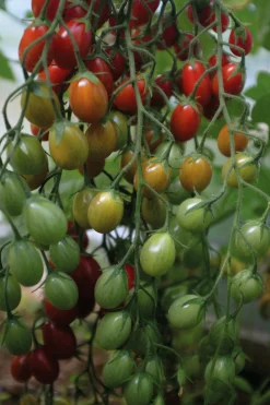 Fröer Vinbärstomat Petita Hög Organic><noscript><img width=