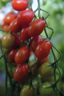 Fröer Vinbärstomat Petita Hög Organic><noscript><img width=