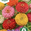 Fröer Zinnia Hög Blandade färger>Nelson Garden New