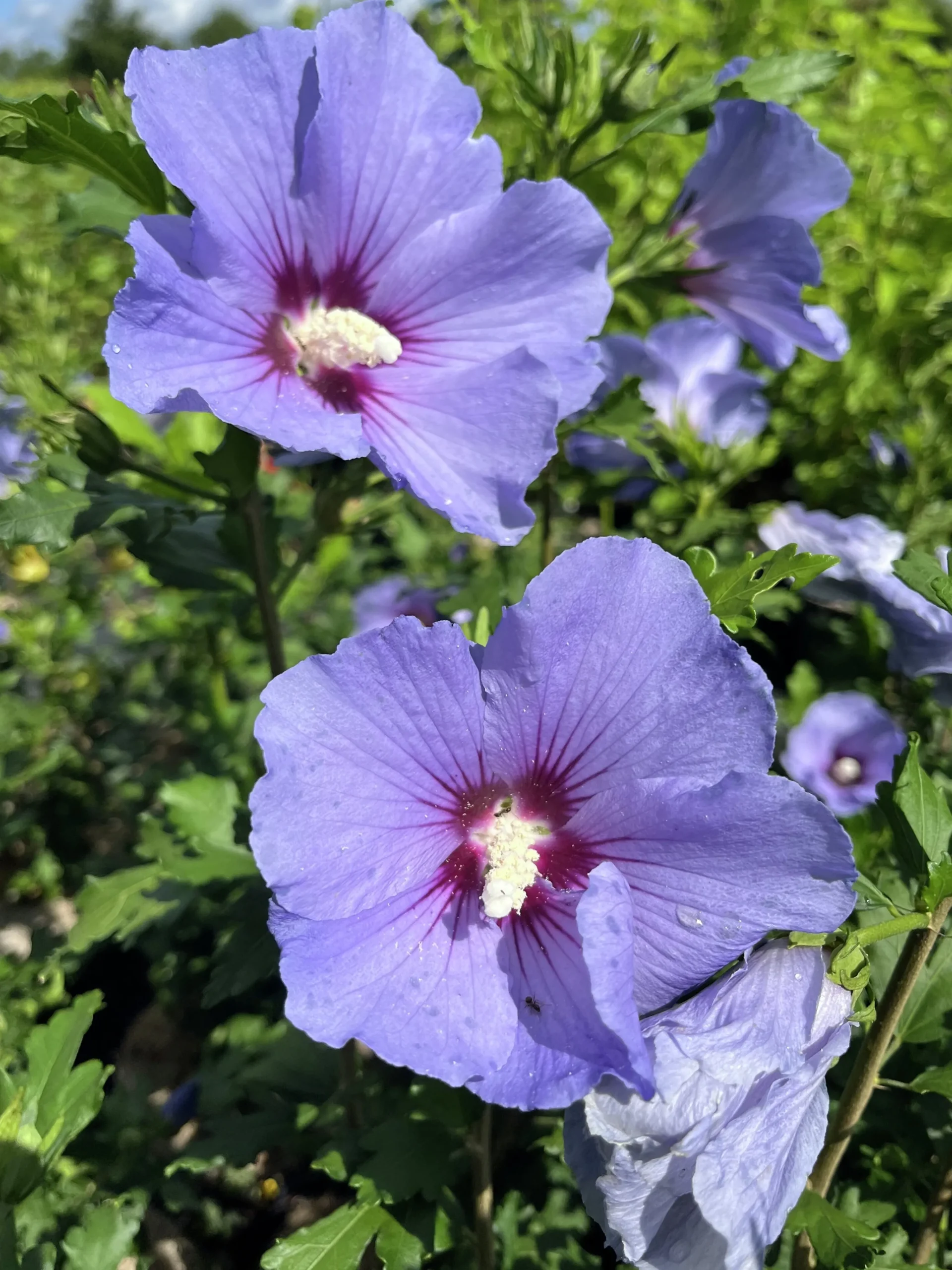 Frilandshibiskus 'Marina'>Omnia garden