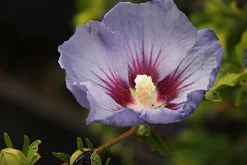 Frilandshibiskus 'Marina'>Omnia garden