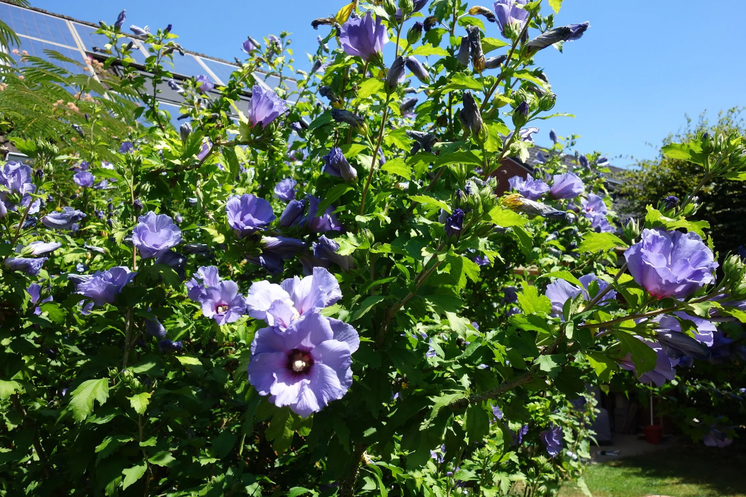 Frilandshibiskus 'Marina'>Omnia garden