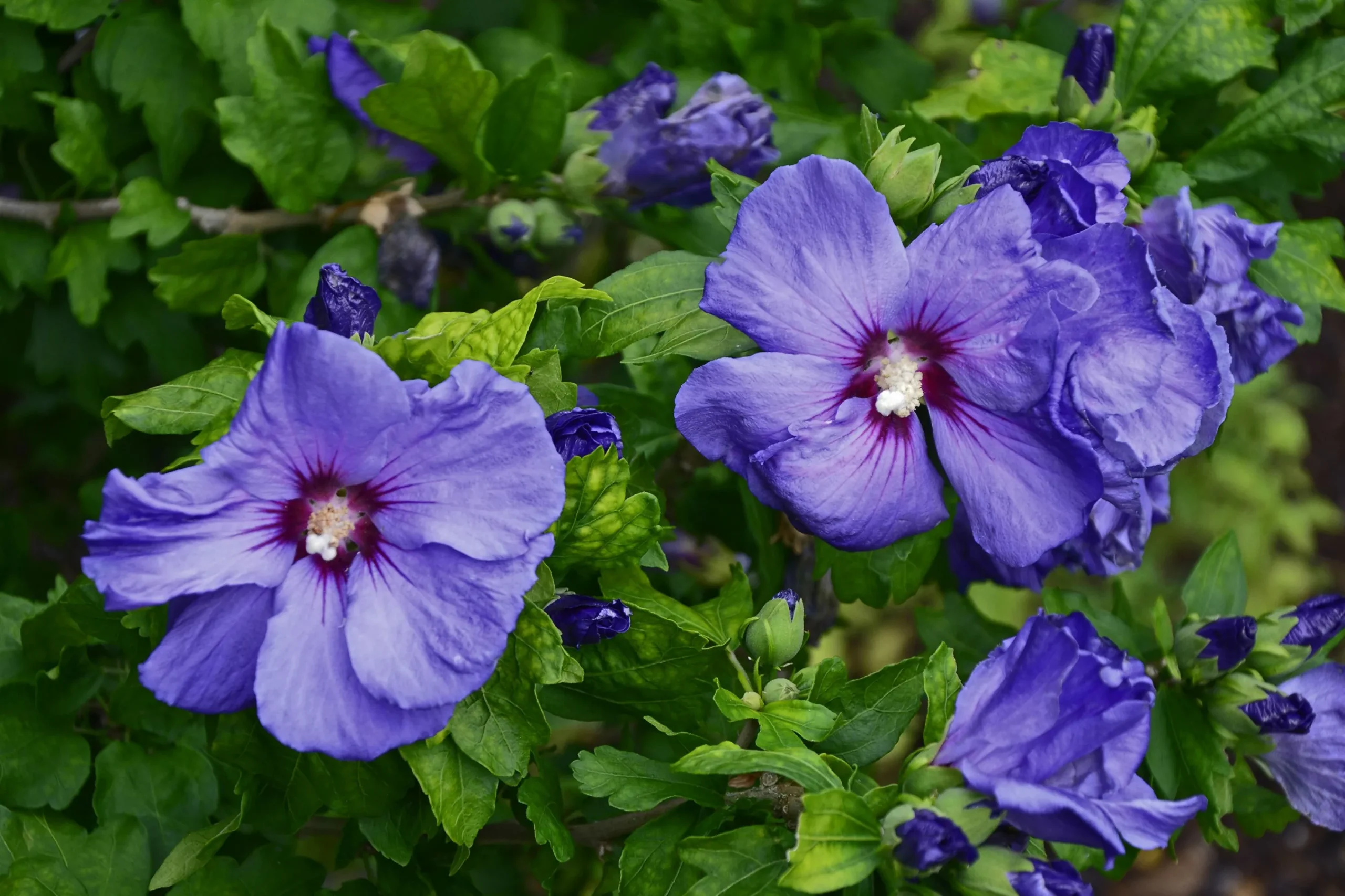 Frilandshibiskus 'Marina'>Omnia garden