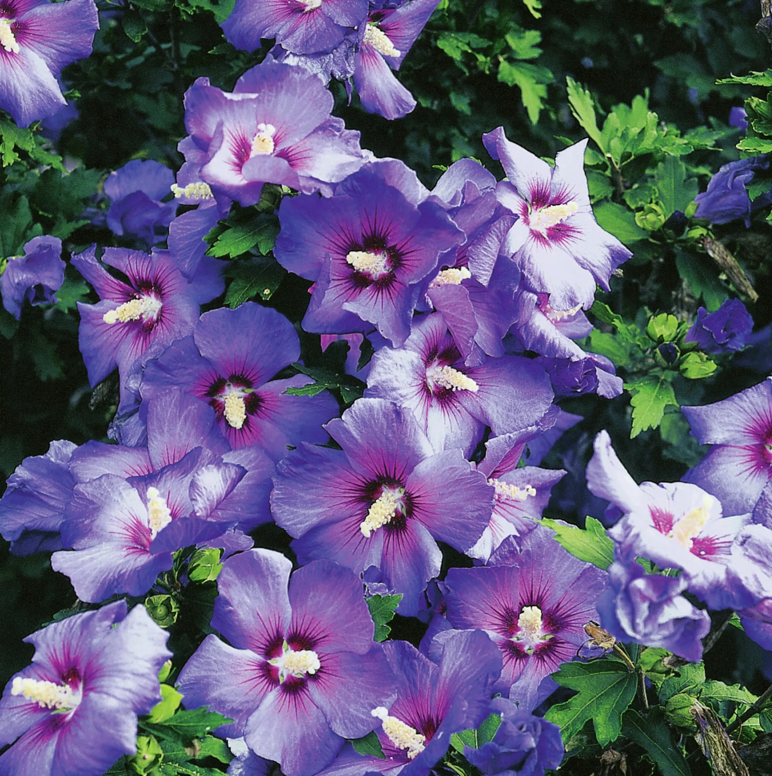 Frilandshibiskus 'Oiseau Bleu' Krukodlad>Omnia garden Sale