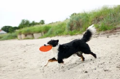 Frisbee i Naturgummi Ø18cm Blandade färger>Trixie Sale
