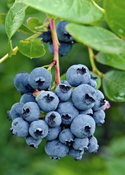 Frukt Bär Mix 13cm kruka><noscript><img width=
