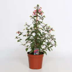 Fuchsia Bella Pyramid 17cm kruka>Danblumen Clearance