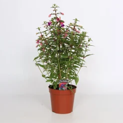 Fuchsia Bella Pyramid 17cm kruka><noscript><img width=