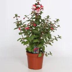 Fuchsia Bella Pyramid 17cm kruka><noscript><img width=