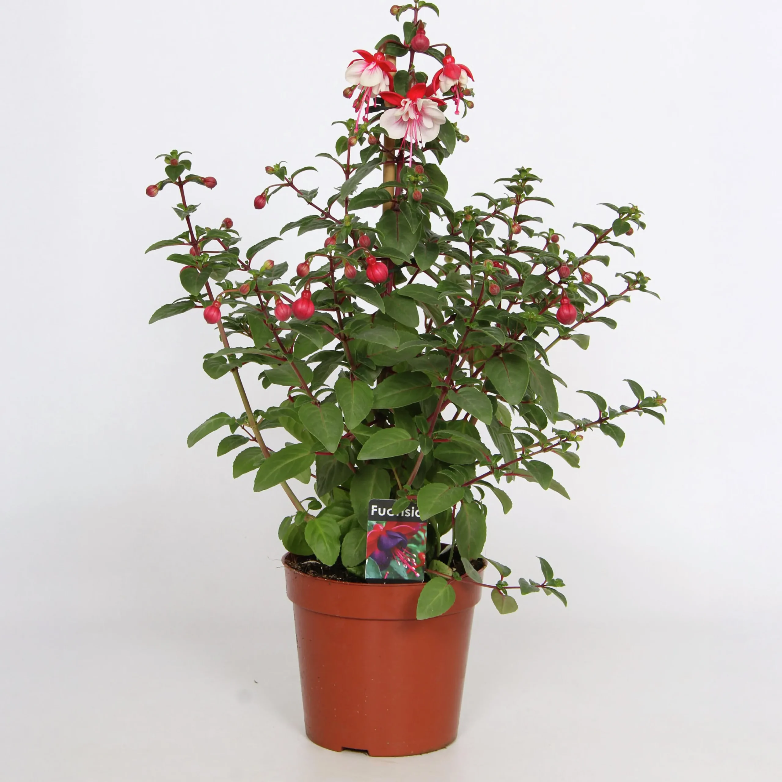Fuchsia Bella Pyramid 17cm kruka>Danblumen Clearance