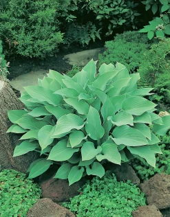 Funkia 'Krossa Regal'>Omnia garden Outlet