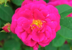 Gammaldags Buskros 'Henri Martin' Barrotad>Omnia garden New