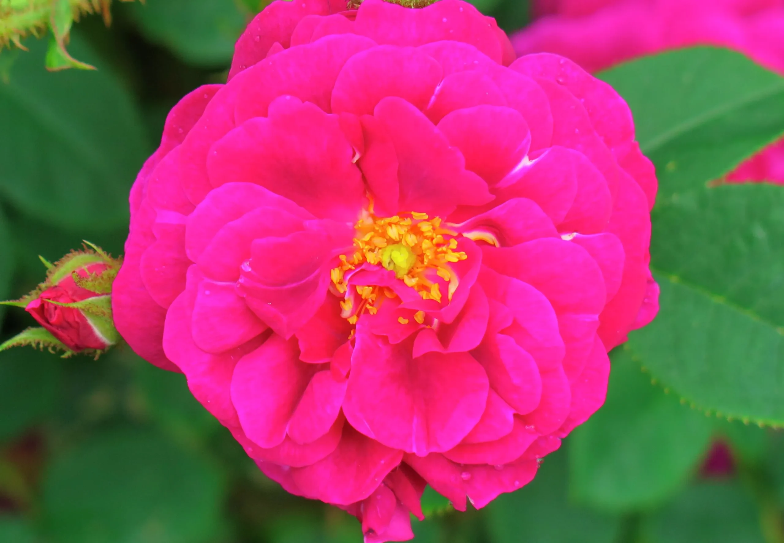 Gammaldags Buskros 'Henri Martin' Barrotad>Omnia garden New