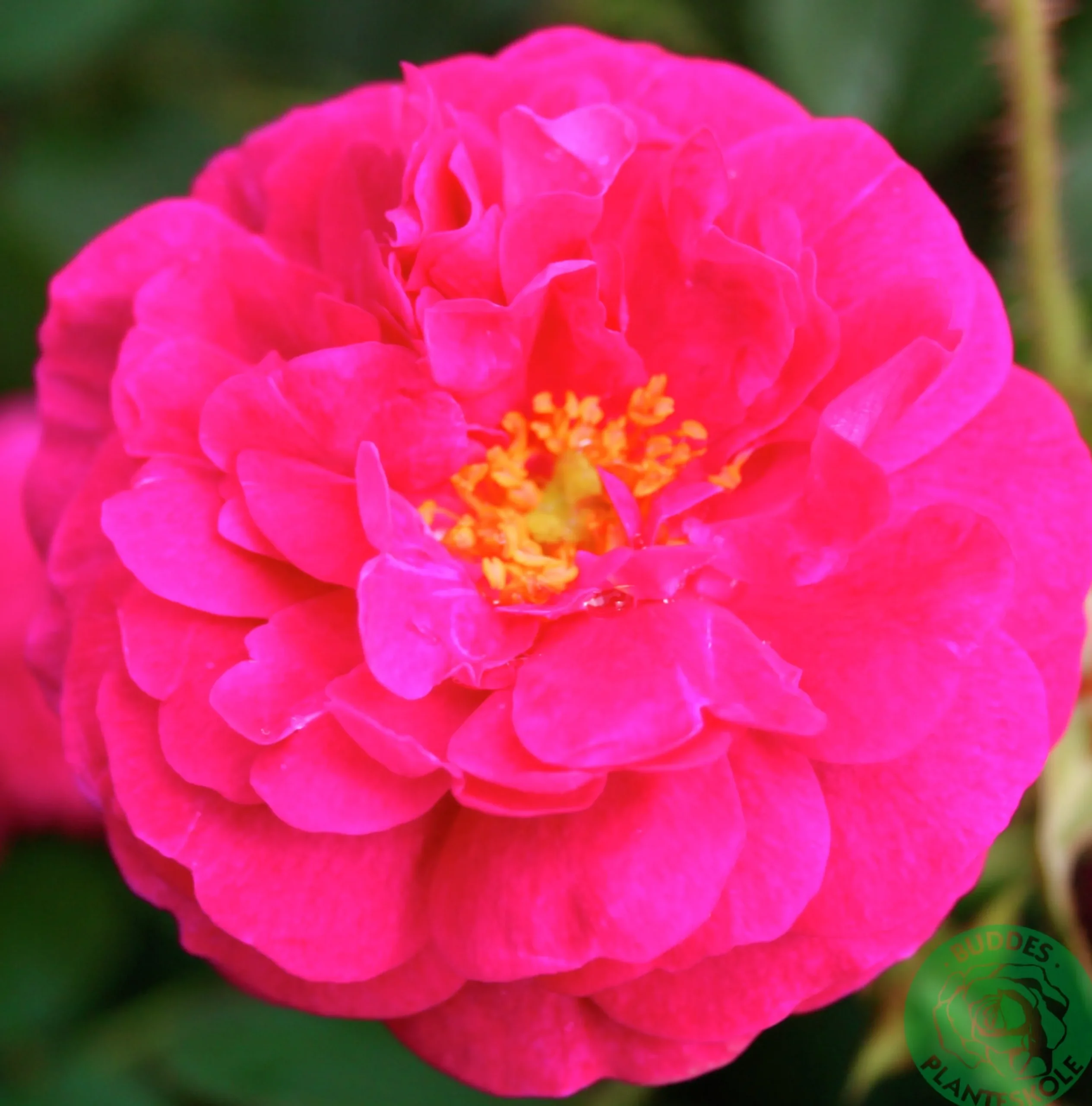 Gammaldags Buskros 'Henri Martin' Barrotad>Omnia garden New