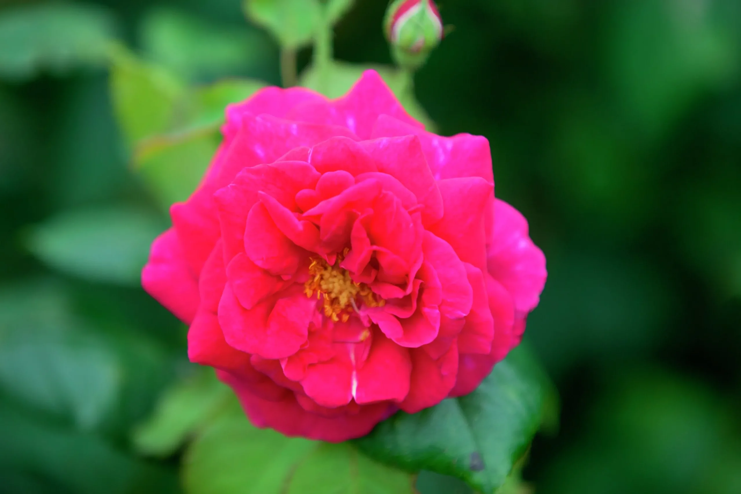 Gammaldags Buskros 'Henri Martin' Barrotad>Omnia garden New