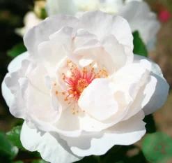 Gammaldags Buskros 'Jacqueline du Pré' 'Harwanna' Barrotad>Omnia garden