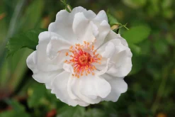 Gammaldags Buskros 'Jacqueline du Pré' 'Harwanna' Barrotad><noscript><img width=
