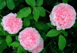 Gammaldags Buskros 'Jacques Cartier' Barrotad>Omnia garden Hot