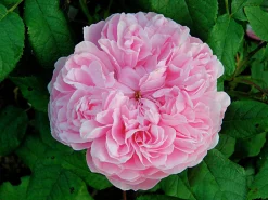 Gammaldags Buskros 'Jacques Cartier' Barrotad><noscript><img width=