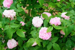 Gammaldags Buskros 'Jacques Cartier' Barrotad><noscript><img width=