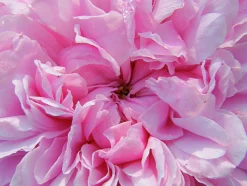Gammaldags Buskros 'Jacques Cartier' Barrotad><noscript><img width=