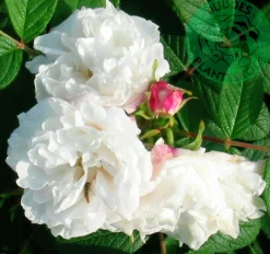 Gammaldags Buskros 'Louise Bugnet' Barrotad>Omnia garden Discount