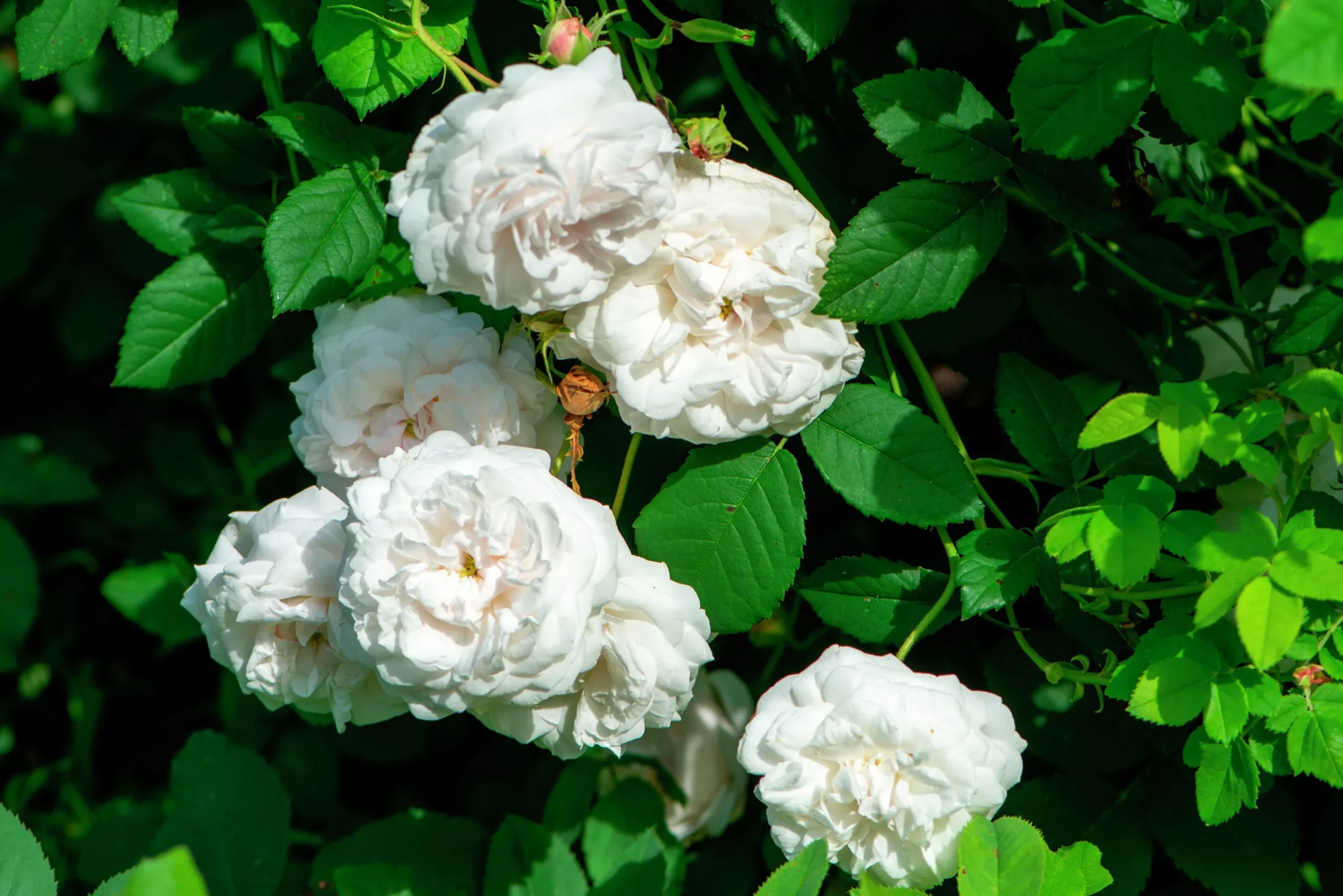 Gammaldags Buskros 'Madame Plantier' Barrotad>Omnia garden Sale