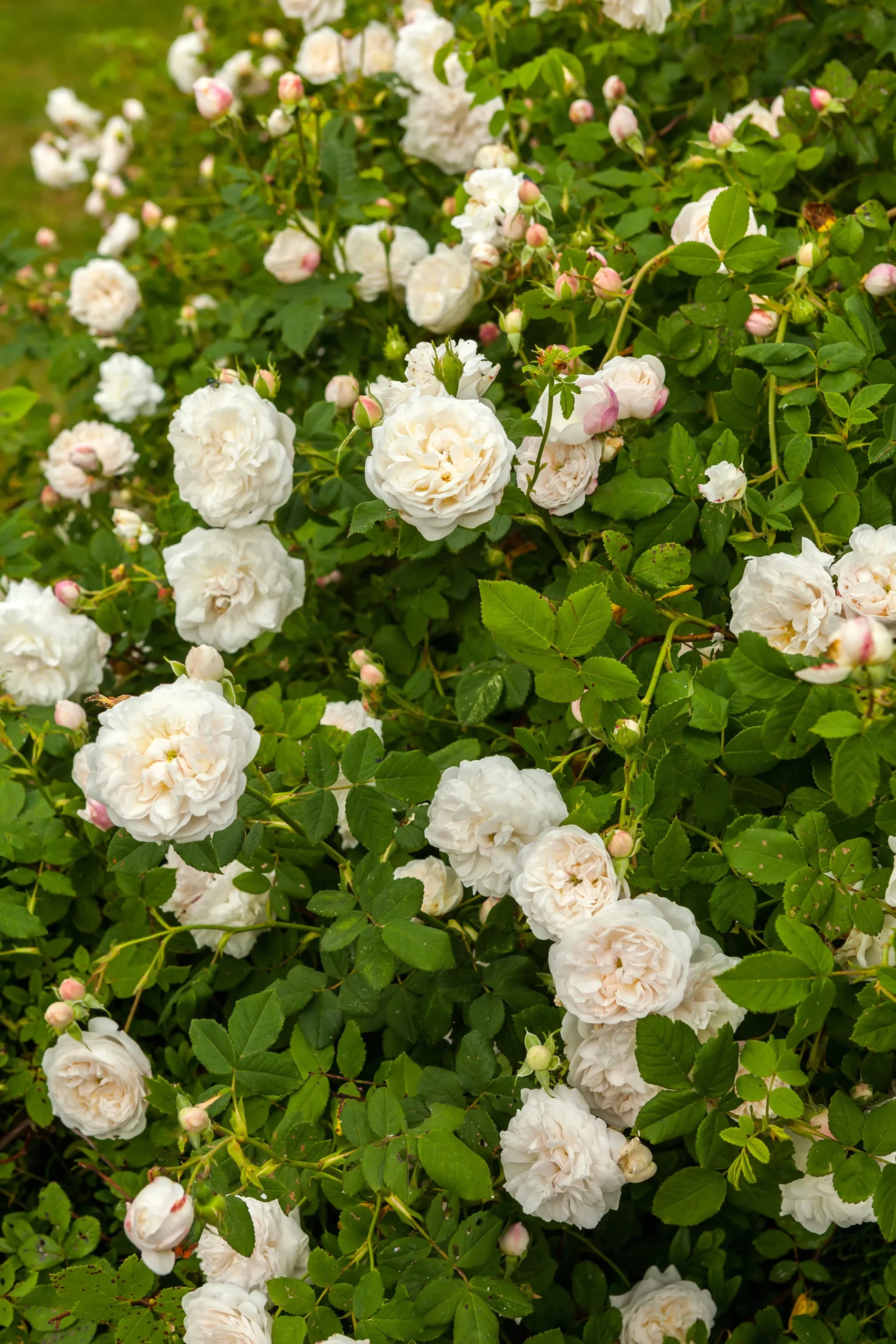 Gammaldags Buskros 'Madame Plantier' Barrotad>Omnia garden Sale