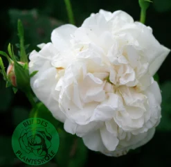 Gammaldags Buskros 'Madame Plantier' Barrotad><noscript><img width=