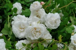Gammaldags Buskros 'Madame Plantier' Barrotad><noscript><img width=