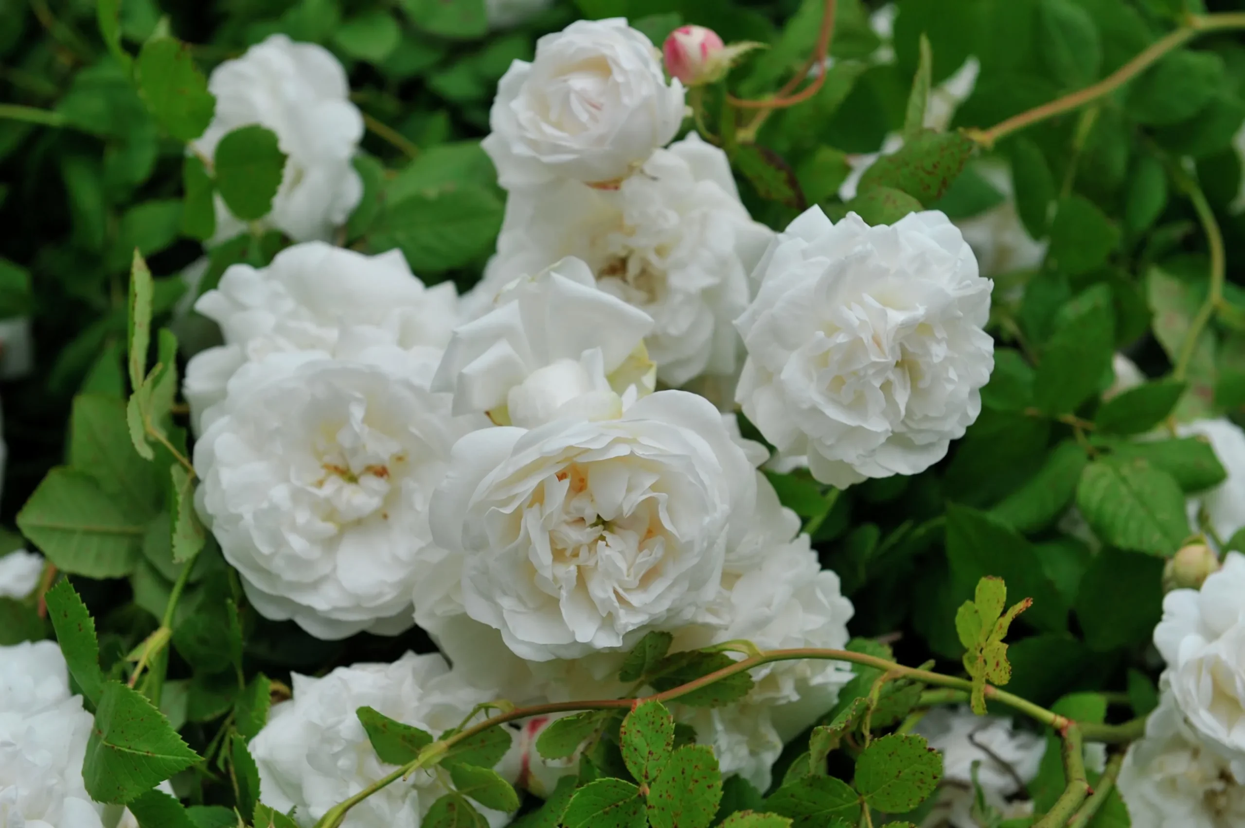 Gammaldags Buskros 'Madame Plantier' Barrotad>Omnia garden Sale