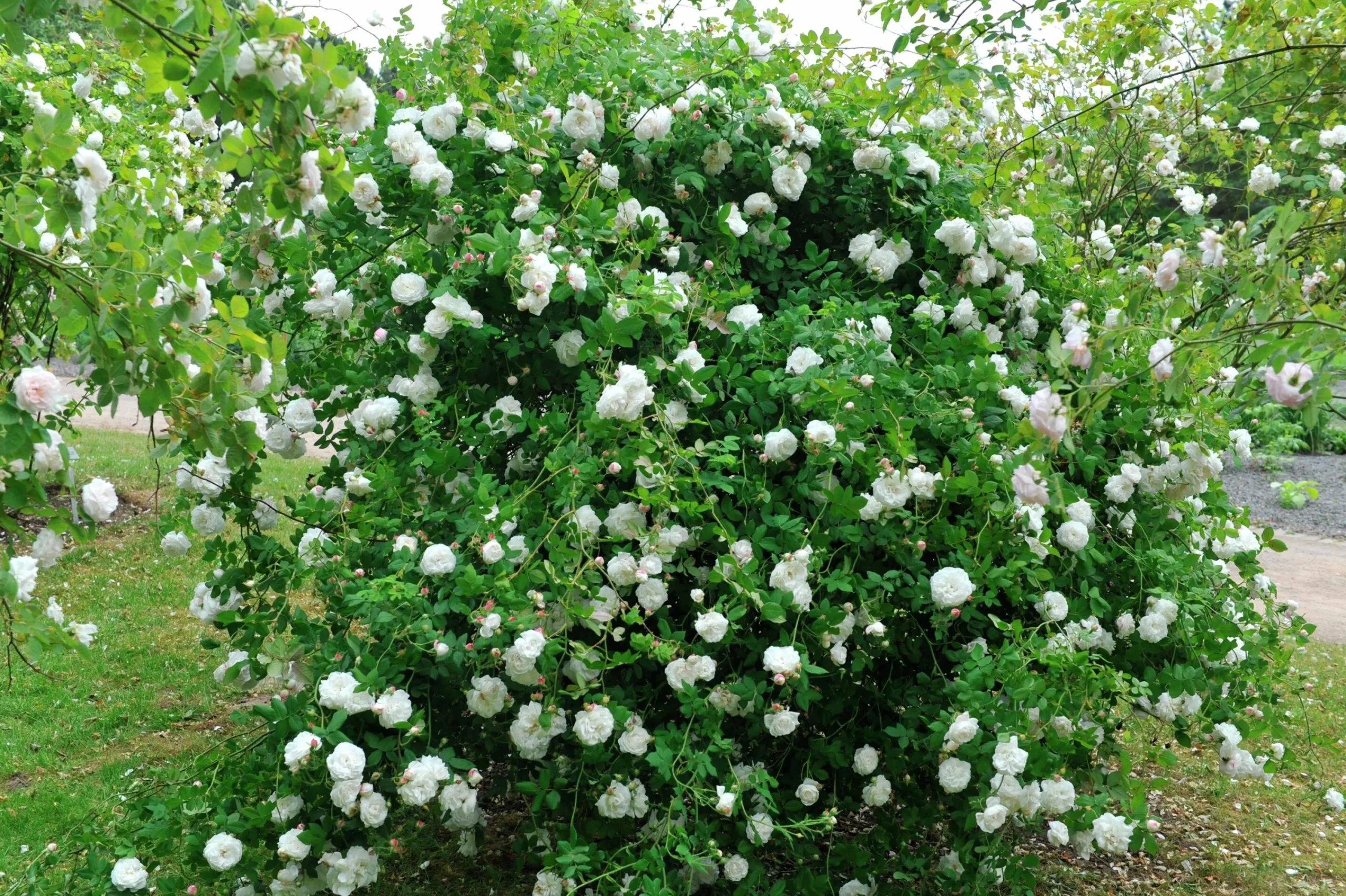 Gammaldags Buskros 'Madame Plantier' Barrotad>Omnia garden Sale