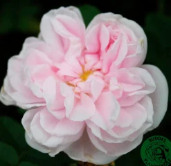 Gammaldags Buskros 'Stanwell Perpetual' Barrotad>Omnia garden Best