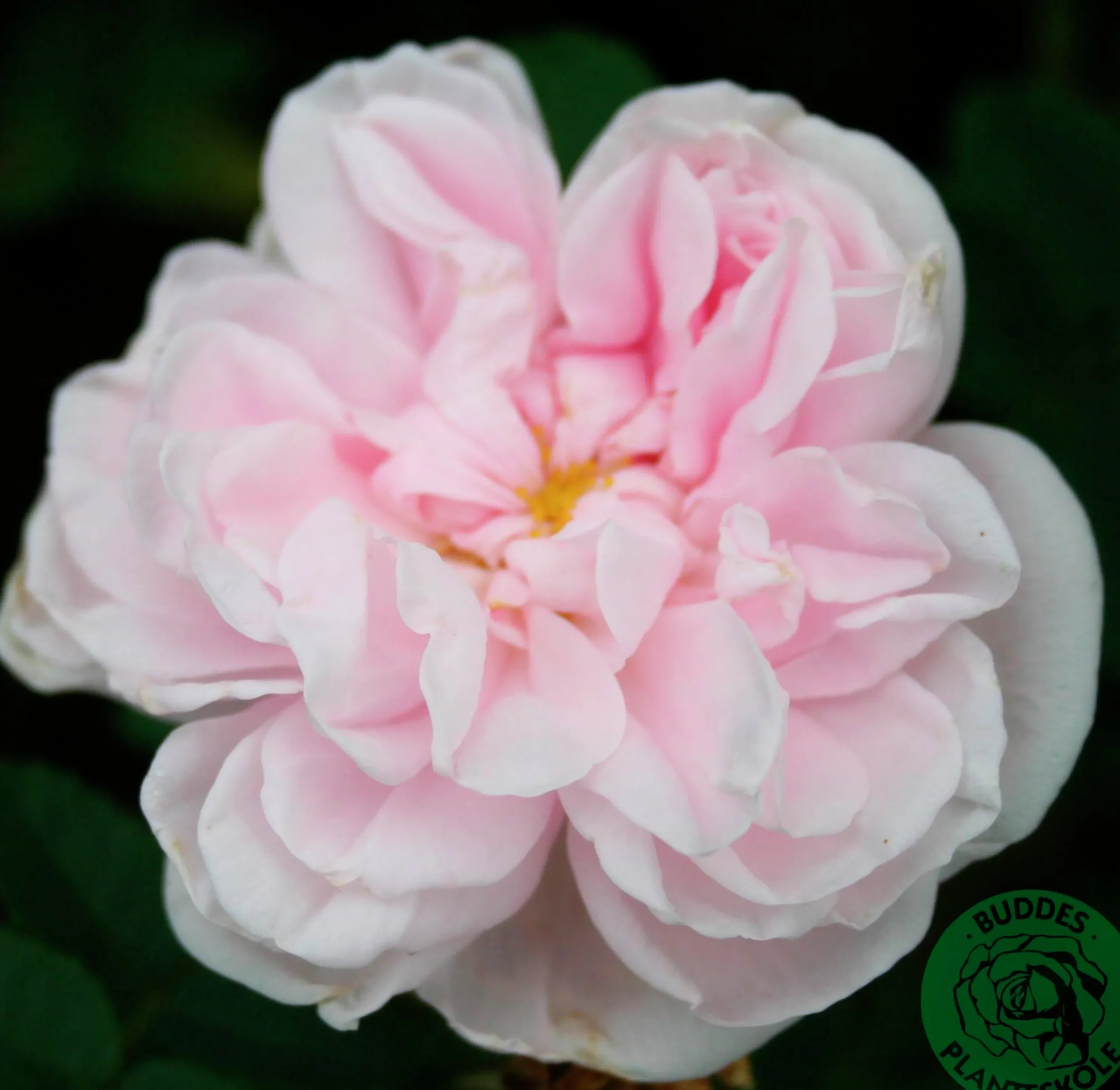 Gammaldags Buskros 'Stanwell Perpetual' Barrotad>Omnia garden Best