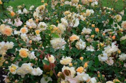 Gammaldags Klätterros 'Buff Beauty' Barrotad>Omnia garden New