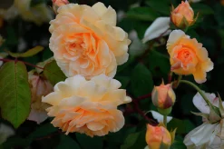 Gammaldags Klätterros 'Buff Beauty' Barrotad><noscript><img width=