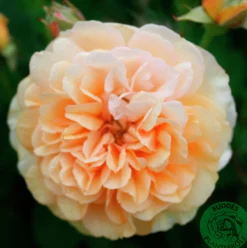 Gammaldags Klätterros 'Buff Beauty' Barrotad><noscript><img width=
