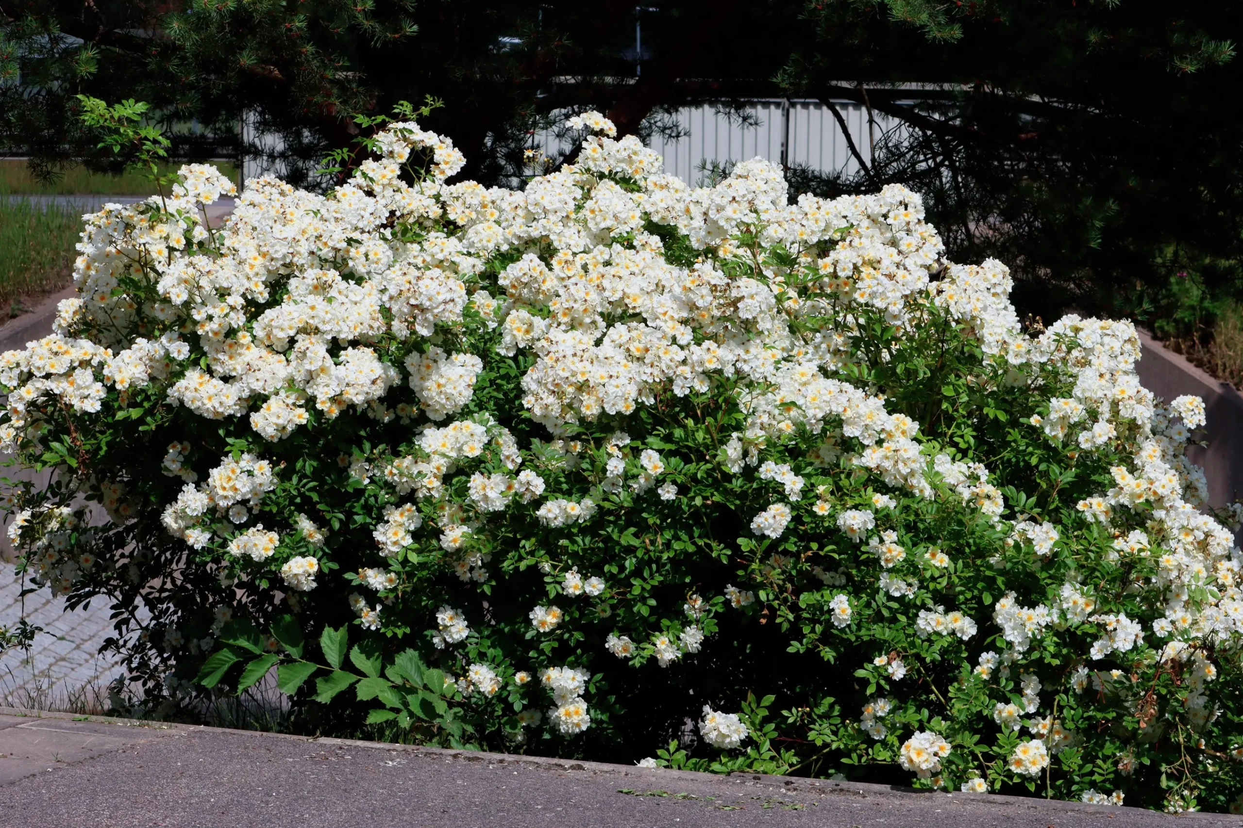Gammaldags Klätterros 'Helenae Hybrida' Barrotad>Omnia garden Hot